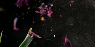 花在慢镜头中爆炸。