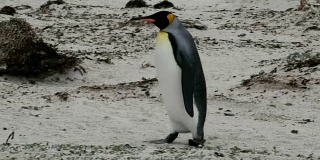 福克兰群岛:孤独的王企鹅
