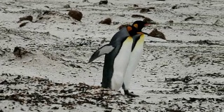 福克兰群岛:帝企鹅排成一排