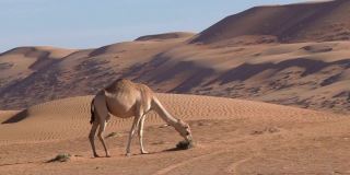 阿曼:骆驼在沙漠中寻找饲料