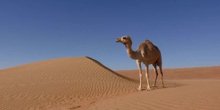 阿曼:孤独的骆驼站在沙丘旁边