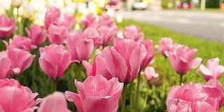 粉红色的郁金香生长在繁忙的大街附近