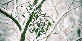 冬天户外树枝上的槲寄生被雪覆盖