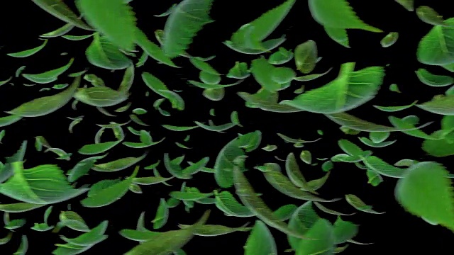 树叶飘落的相机过渡与alpha, 4K 3D动画
