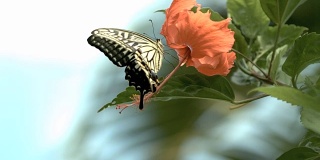 芙蓉花上的蝴蝶慢镜头