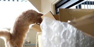 慢动作的波斯猫跳进一个盒子与白色曝光背光