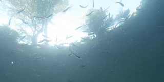 一群小鱼鳟鱼在天空和树木的背景下从水下观看