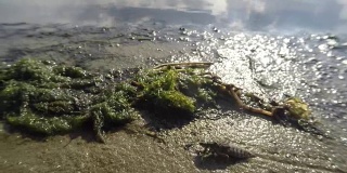 长大的蜻蜓幼虫在岸边的沙滩上爬行，对池塘进行微距特写拍摄