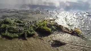 长大的蜻蜓幼虫在岸边的沙滩上爬行，对池塘进行微距特写拍摄视频素材模板下载