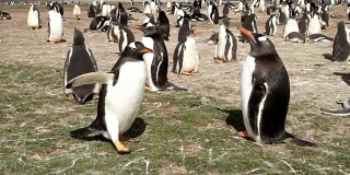 福克兰群岛:巴布亚企鹅聚居地
