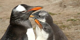 福克兰群岛:巴布亚企鹅妈妈正在喂养她的孩子