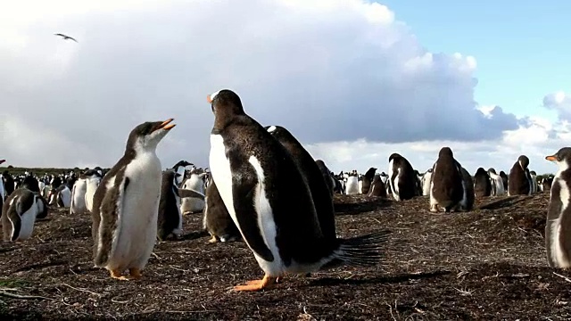 福克兰群岛:巴布亚企鹅小企鹅的聚居地