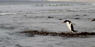 福克兰群岛:巴布亚企鹅打架
