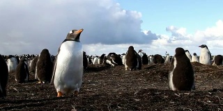福克兰群岛:巴布亚企鹅小企鹅的聚居地