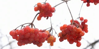 冬成熟的红色箭头木或荚木浆果