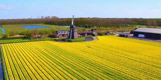 来自荷兰乡村传统的盛开的郁金香田