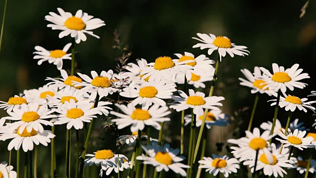 春风中，草地上盛开着白花或雏菊