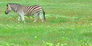 斑马在农场附近的田野里吃草。她跳过小溪
