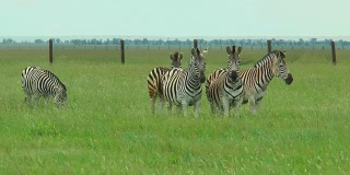 一群斑马在荒野的绿草地上