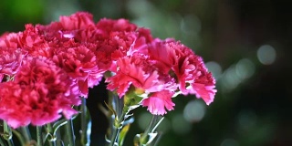 特写，花束在光线的照射下，旋转，花卉组成由亮粉色的土耳其康乃馨在背景许多绿色植物