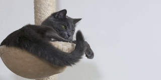 一只灰色的家猫在吊床上休息，吊床的顶部有长毛绒