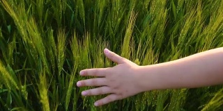 日落时分，孩子的手抚摸着绿色的麦穗