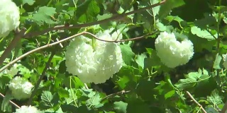 荚蒾属植物分枝上的白色花