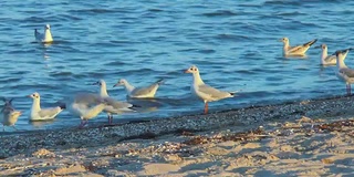 海滩上寻找食物的海鸥