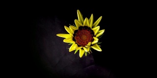 黄色的花在黑色的背景下开放