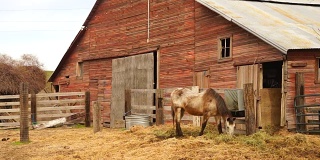 老农场牲畜在马棚前吃草