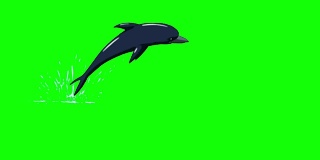 海豚跳出水面。前视图