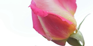 美丽的粉红玫瑰花蕾和落下的雨滴。