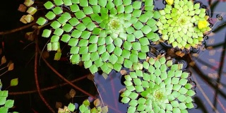 4K拍摄美丽的特殊品种的几何睡莲叶子漂浮在池塘和小鱼游泳下