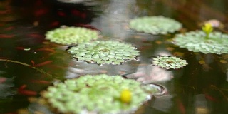 4K拍摄美丽的特殊品种的几何睡莲叶子漂浮在池塘和小鱼游泳下