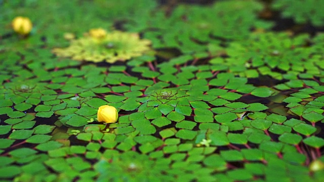 4K shot of beautiful special species of geometric water lilies leaf floating in pond with small fish swimming under