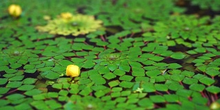 4K shot of beautiful special species of geometric water lilies leaf floating in pond with small fish swimming under