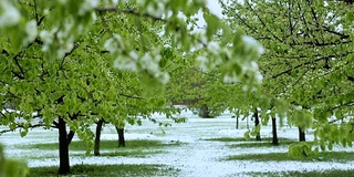 异常的天气。春天，雪落在绿树上。飘落的雪花在草地上的公园里。