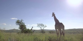 非洲大草原长颈鹿的追踪镜头。