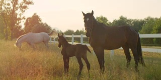 慢镜头:金色日出的牧场上，美丽的马一家和小马驹在一起