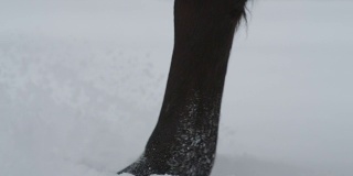 慢动作:马蹄行走在新鲜柔软的雪地上的细节