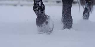 自由度:马蹄行走在新鲜柔软的雪毯在冬天的细节