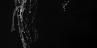 白色墨水效果在水上拍摄黑色背景。抽象水墨创作奇形怪状的云。在4 k拍摄