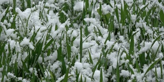 5月晚雪落在小麦芽上
