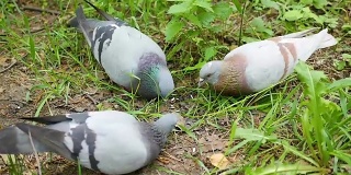 夏日公园里的鸽子正在啄食地上的谷粒