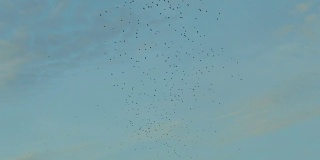 一群黑色的野鸟在天空中迁徙，形成不同的形状
