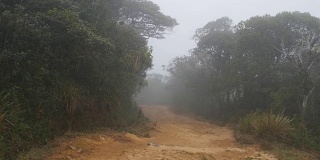 沿着热带森林中的山径行进。观点步行穿过雨林小径。在雾湿天气下穿过丛林路的第一人称视角。观点