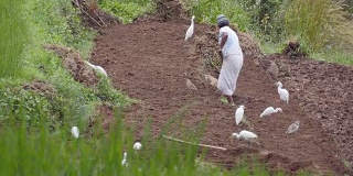 在田地里工作的印度农村妇女。一位女农民用耙子把土地耙平，准备种植水稻。许多鸟在寻找食物。后方后视图