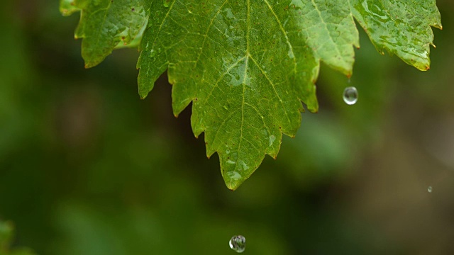 雨从葡萄藤的叶子，诺曼底，慢镜头4K