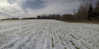 冬末麦田在雪中绿芽，时间间隔4 K