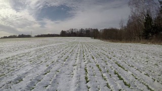 冬末麦田在雪中绿芽，时间间隔4 K视频素材模板下载
